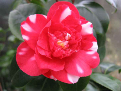 26.12.06._Camellia_General_Colletti_001.JPG
