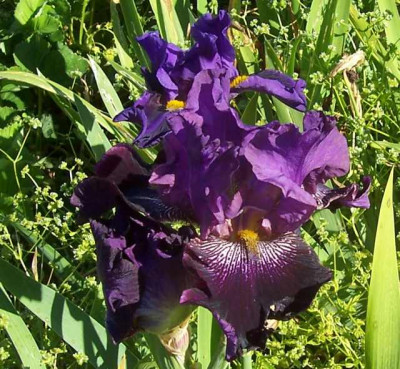 100_7132 Elros violetter Sämling.jpg