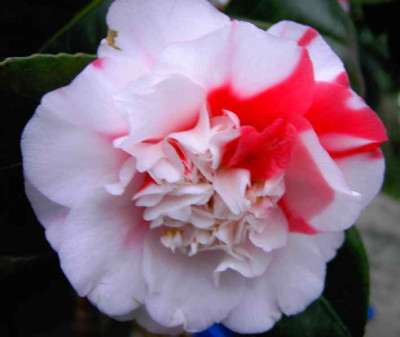 14.2.04.Camellia_General_Colletti_020.JPG
