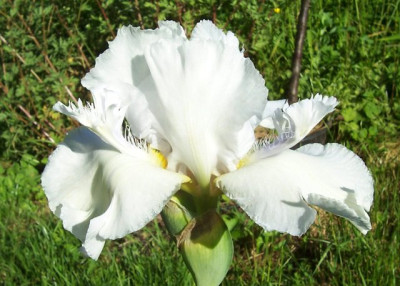 100_7125 Oasis Angel.jpg