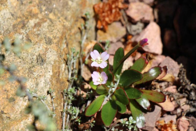Epilobium crassum 27.05.17.jpg
