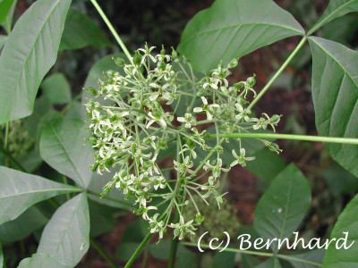 ptelea_trifoliata_7.jpg