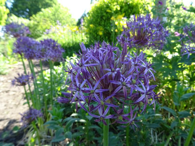Allium christophii Mai 2017.JPG
