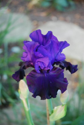 D3612 (Large).JPG