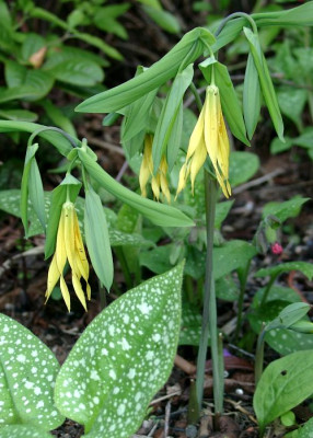 04270028_eUvullaria_grandiflora.JPG