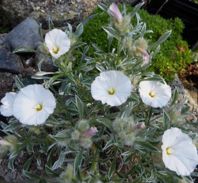 Convolvulvus compacta  ...   28.5.17 004.jpg