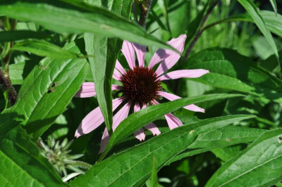 Echinacea2017.jpg