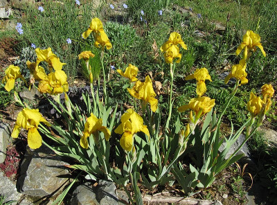 IMG_9908_Iris_27Mai2017_.jpg