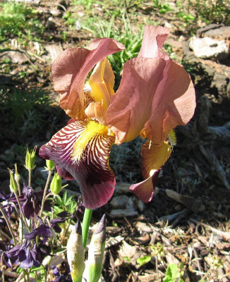 IMG_9888_Iris_27Mai2017_.jpg