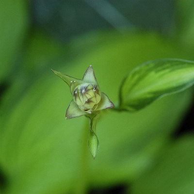nishiki_knospe_6035.jpg
