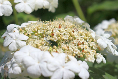 Schneeball-01,wolliger-kleiner.jpg