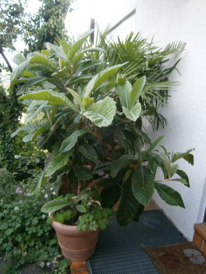 Wllmispel 001.JPG