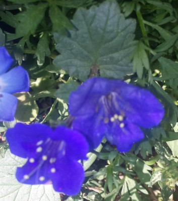 blume.jpg