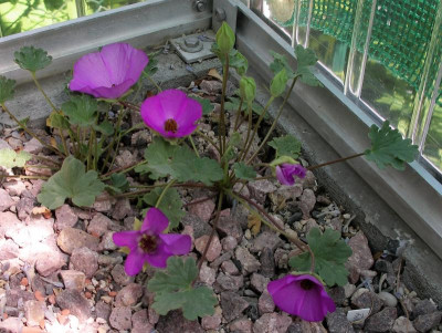 Tarasa humilis 28.05.17.JPG