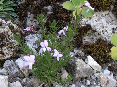 Viola kosaninii 28.05.17.JPG