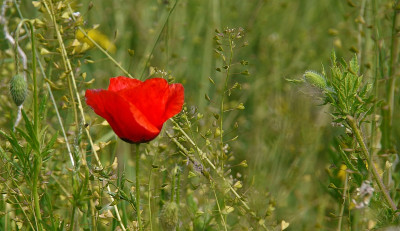 klatschmohn 1.jpg