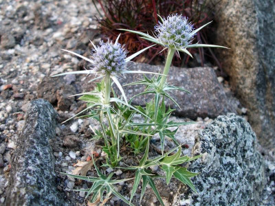 Eryngium glaciale  28.05.17.JPG