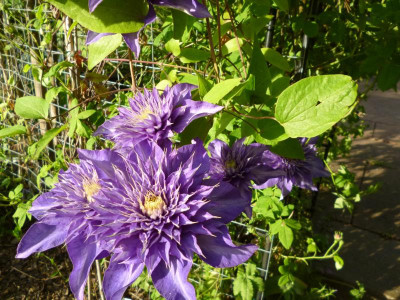 Garten 2017 010.JPG