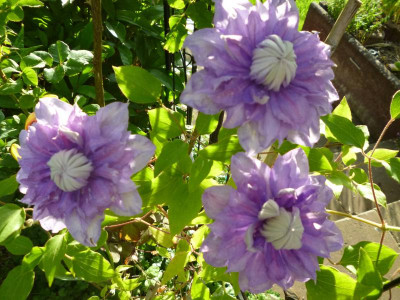 Garten 2017 002.JPG