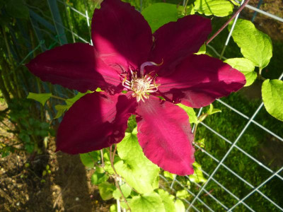 Garten 2017 014.JPG