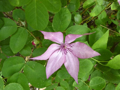 Garten 2017 008.JPG