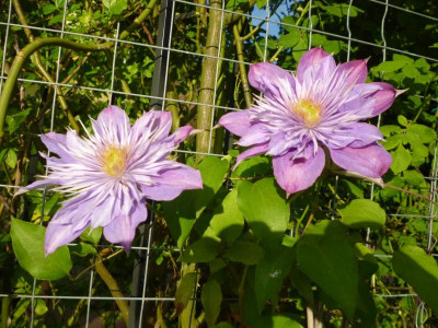 Garten 2017 012.JPG