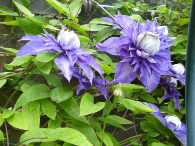 Garten 2017 025.JPG
