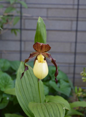 Cypripedium_kentuckiense.17-1.jpg