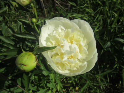 Duchesse 1.JPG