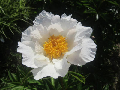 Krinkled White.JPG