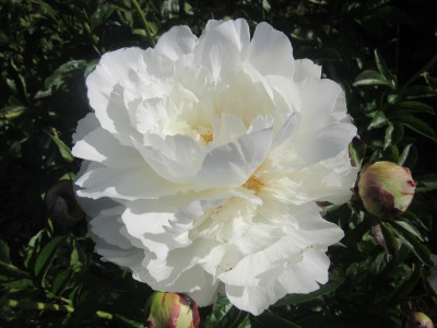 Marhmallow Puff.JPG