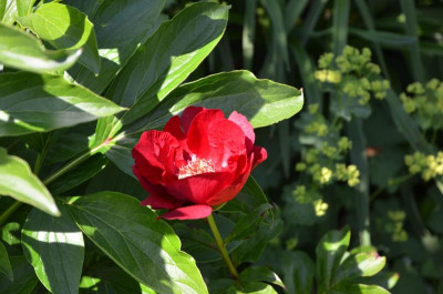 Paeonia-Rubyette.16-1.jpg
