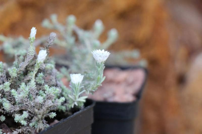 Helichrysum frigidum 28.05.17.jpg