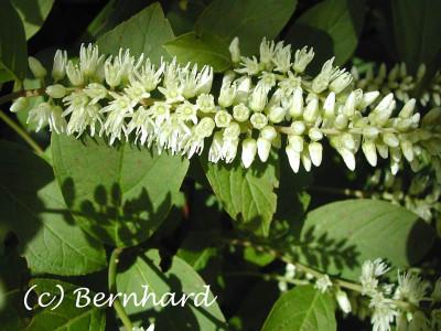 itea_virginica_1.jpg