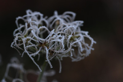 Clematis-herakl-kandiert-k.jpg