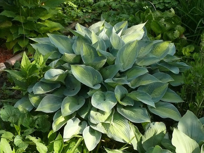 hosta_june_2017-05-23_573.jpg