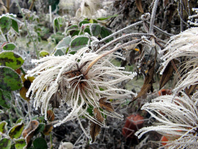 Clematis271206.jpg
