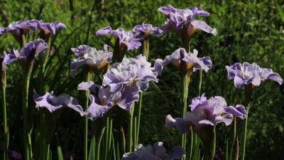 GidW - LAVENDER LANDSCAPE.JPG