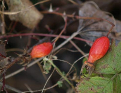 rosa_swezingowii_macrocarpa_frucht.jpg