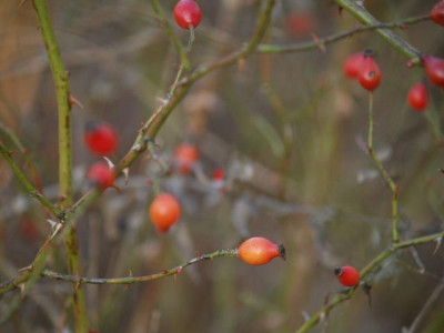 2006-12-27_rosa_rubiginosa.jpg
