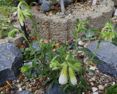 Onosma namum  ...  29.5.17 002.jpg