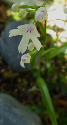 Amitostigma kinoshitae ...y   29.5.17 004.jpg