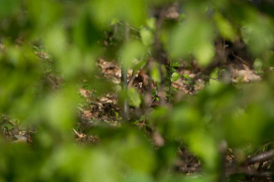 Waldmaus-was-ist-das.jpg