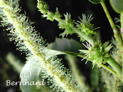 castanea_sativa_m_w_bluete.jpg