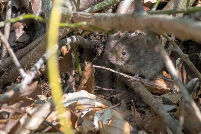 Waldmaus-Auflösung.jpg