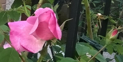 WP_20170529_022.jpg