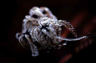 Clematis_Frost_1_24-12-2006.jpg
