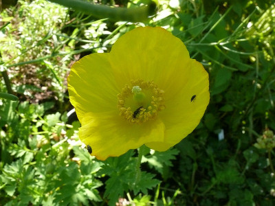 papaver_nudicaule_2017-05-28_626.jpg