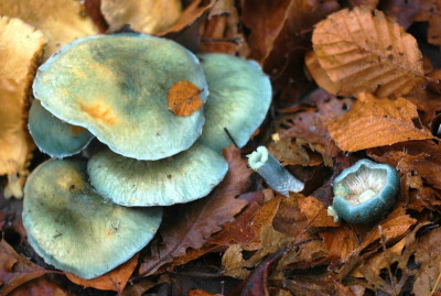 Pilz_X_1_25-12-2006.jpg