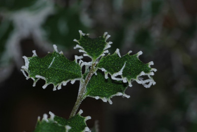 Ilex_Frost_1_25-12-2006.jpg